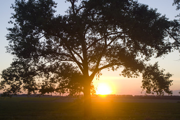 Sunset behind the field in the background of a tree