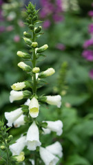 colourful foxglove flower