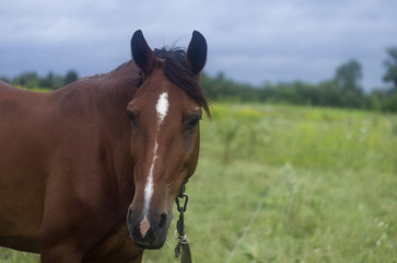 Fototapeta premium Portrait of a Horse on a meadow