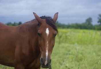 Fototapeta na wymiar Portrait of a Horse on a meadow