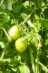 tomatoes on the twigs in the garden