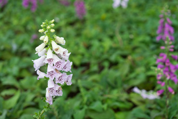 colourful foxglove flower © kiet