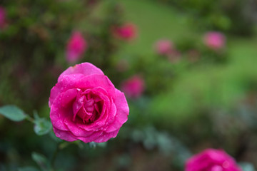 rose flower close-up