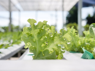 Hydroponics system greenhouse and organic vegetables salad in hydroponics farm for health, food and agriculture concept