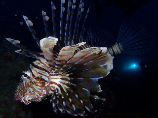Underwater world in deep water in coral reef and plants flowers flora in blue world marine wildlife, travel nature beauty exploration in diving trip, dive. Fish, corals and sea creatures