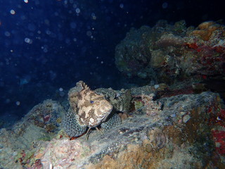 Underwater world in deep water in coral reef and plants flowers flora in blue world marine wildlife, travel nature beauty exploration in diving trip, dive. Fish, corals and sea creatures
