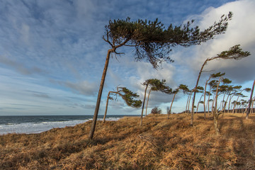 Obraz premium windflüchter
