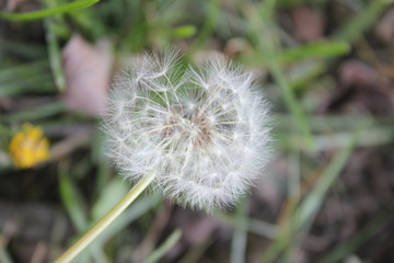 dandelion on green background of grass