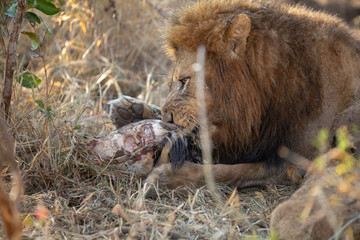 Lion male pride on a kill feeding.