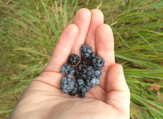 Wild Blackberries picked in hands