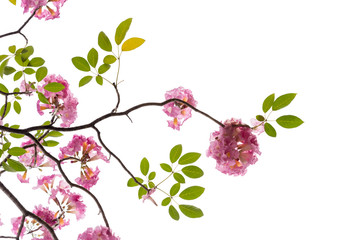 Pink flower and tree branch isolated on white background