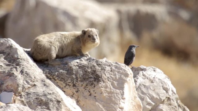 Rock hyrax standing with bird on a rock