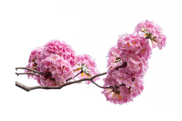 Pink flower and tree branch isolated on white background