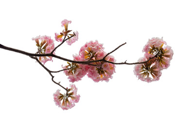 Pink flower and tree branch isolated on white background