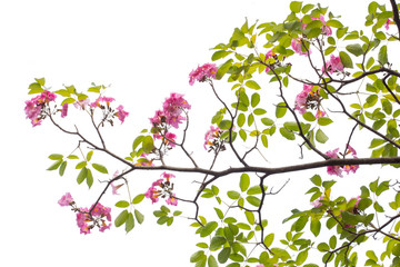 Pink flower and tree branch isolated on white background