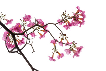 Obraz na płótnie Canvas Pink flower and tree branch isolated on white background
