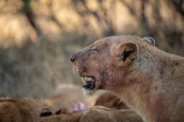 Lioness with blood on her face panting hard