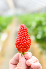 sweet bright red strawberry