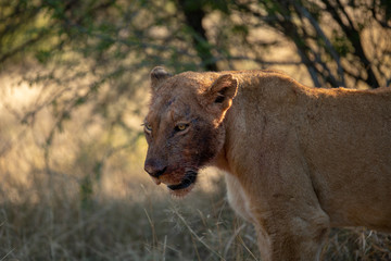 Female lion with her face covered in blood