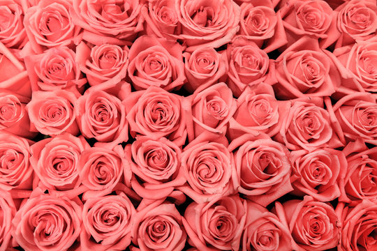 big bunch of multiple pink roses, top view