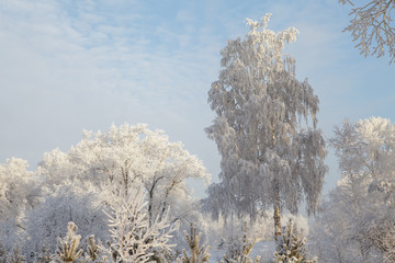 Beautiful winter frosty forest covered with snow and hoarfrost