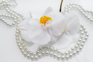 pearl and white orchid on a white glas 