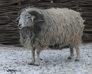 Ram in Mamayeva Sloboda, in Kiev, January 13, 2018