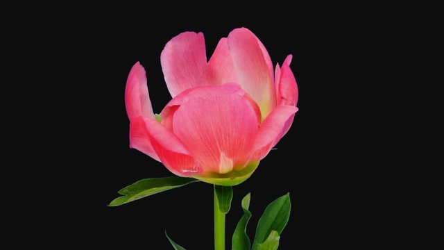 Time-lapse of opening coral peony (Paeonia) flower 3e1 in PNG+ format with ALPHA transparency channel isolated on black background