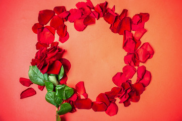 A single red rose and fallen petals are lined in a round frame on a bright red background. Toning.
