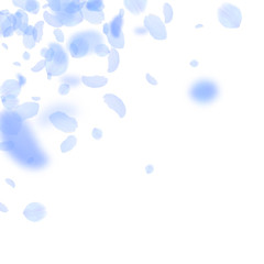 Dark blue flower petals falling down. Marvelous ro