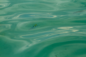 Beautiful Fishes In Beach Water