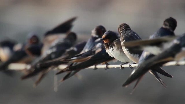 Barn swallow flock on string Close shot of Barn swallow flock on string