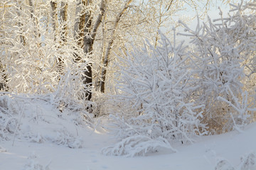 Beautiful winter frosty forest covered with snow and hoarfrost