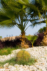 Large spherical cactus on the background of palm trees.