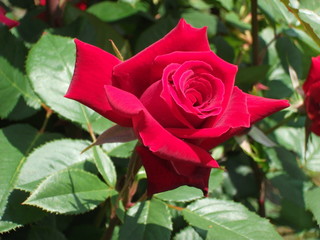 romantyczna czerwona róża o miękkich płatkach, idealna na prezent dla ukochanej, płatki wyglądają jak zamszowe są gęsto ułożone - obrazy, fototapety, plakaty