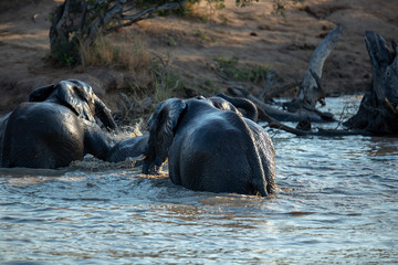 Fototapeta premium Elephant swimming in a waterhole
