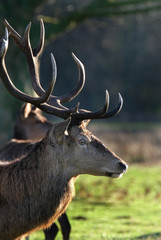 Portrait of full grown REd Deer stag with antlers.