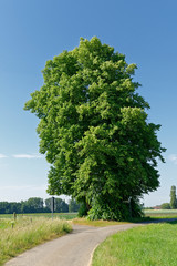 Linde in der Feldflur