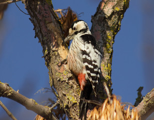 White-backed woodpecker (Dendrocopos leucotos) on the maple tree