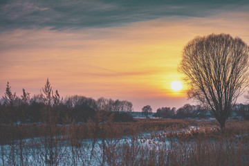 Winter landscape in the evening. Trees on the field at sunset light