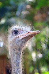 Ostrich head with blue eyes, close-up, vertical photo