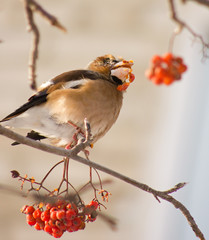 Hawfinch (Coccothraustes coccothraustes) on the mountain ash