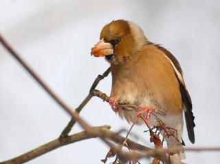 Hawfinch (Coccothraustes coccothraustes) on the mountain ash