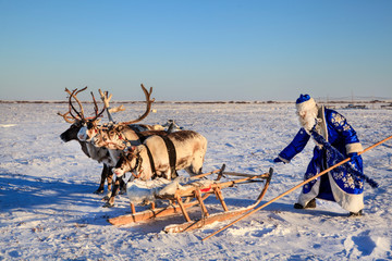 Christmas theme, sales, Happy  Santa Claus in a snowy forest, Santa on the background of a winter forest, Russian Santa Claus (Grandfather Frost), Santa Claus are near his reindeers in harness.