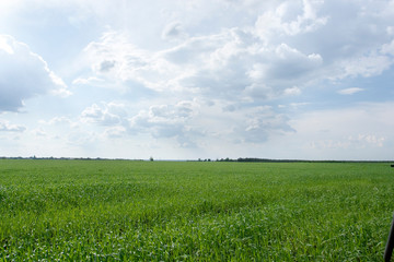 rural landscape with wheat field, nobody, empty background with copy space