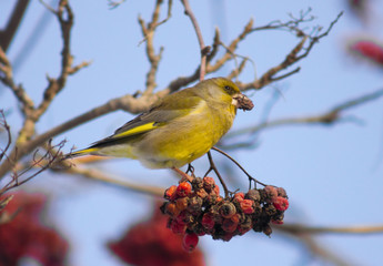 Greenfinch on the branch of mountain ash