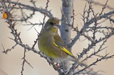 Greenfinch on the branch of Sea-buckthorn