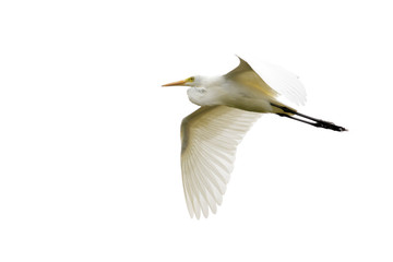 Image of Eastern Cattle egret (Bubulcus coromandus) flying on whitel background. Bird, Wild Animals.