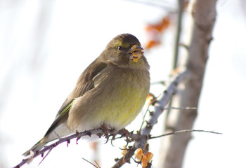 Greenfinch on the branch of Sea buckthorn