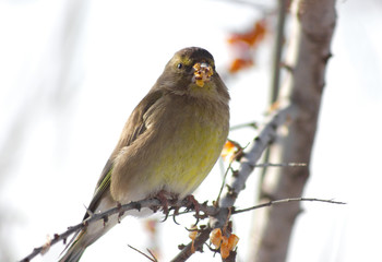 Greenfinch on the branch of Sea buckthorn